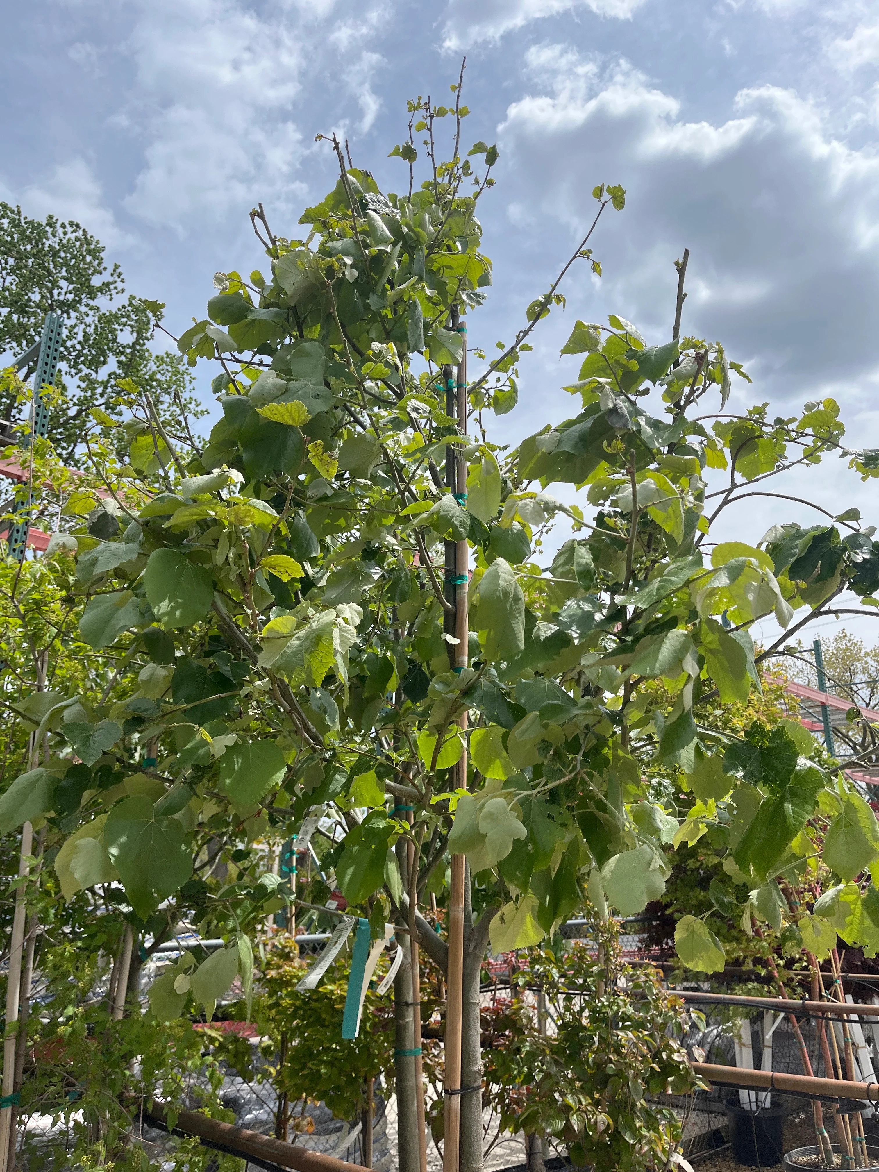 Sterling Silver Linden - Tilia tomentosa 'Sterling' - 25 Gallon Potted Shade Tree - Image 2