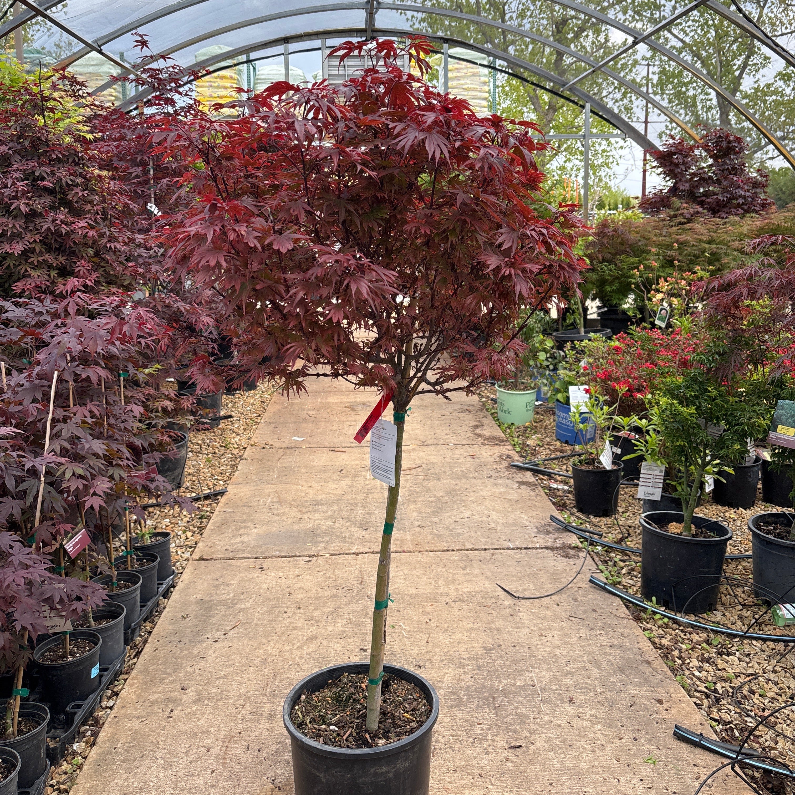 Shaina Japanese Maple - Acer palmatum - Potted Tree (Multiple Sizes) - Image 4