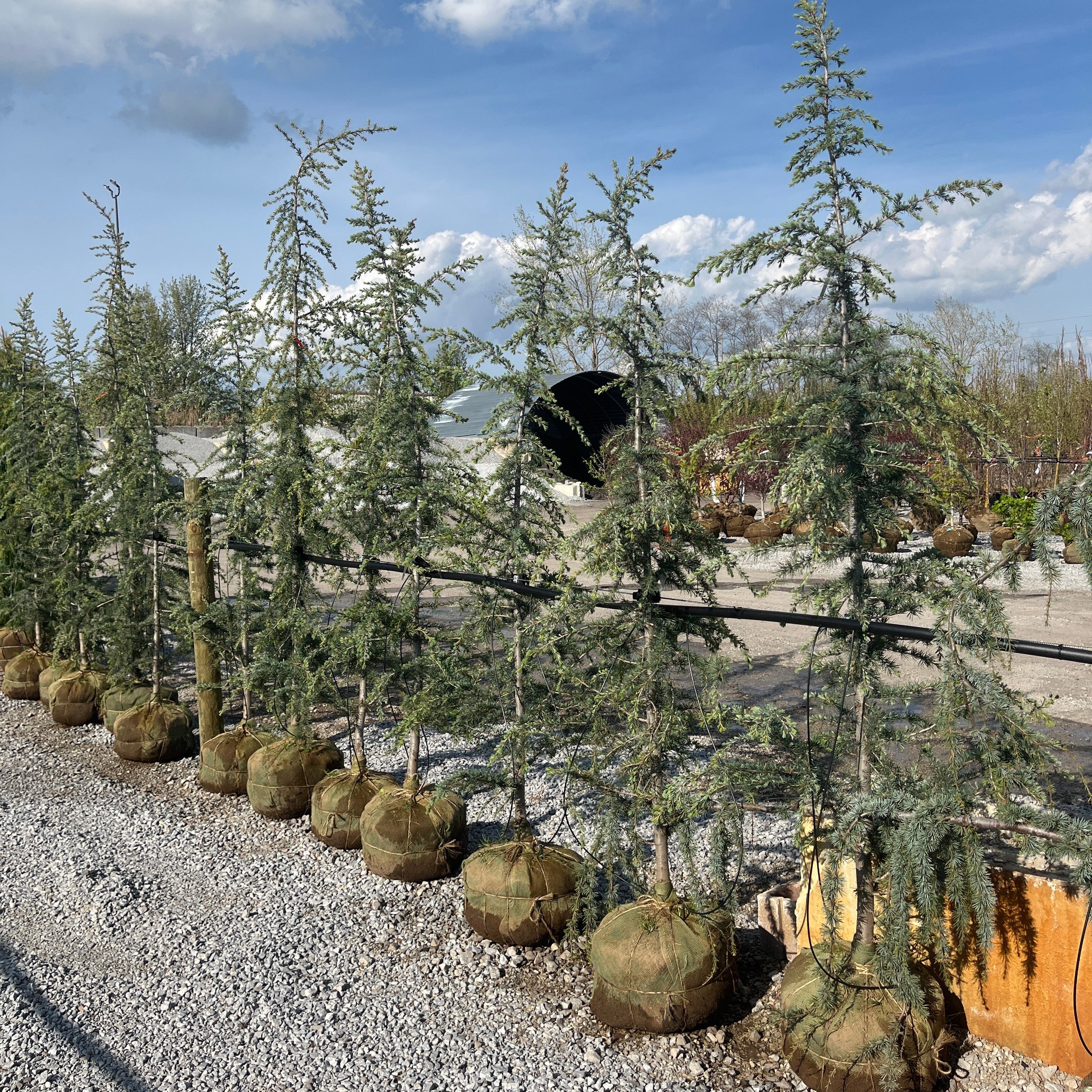 Karl Fuchs Deodar Cedar - Cedrus deodara - 7-8' Foot Ball & Burlap Tree