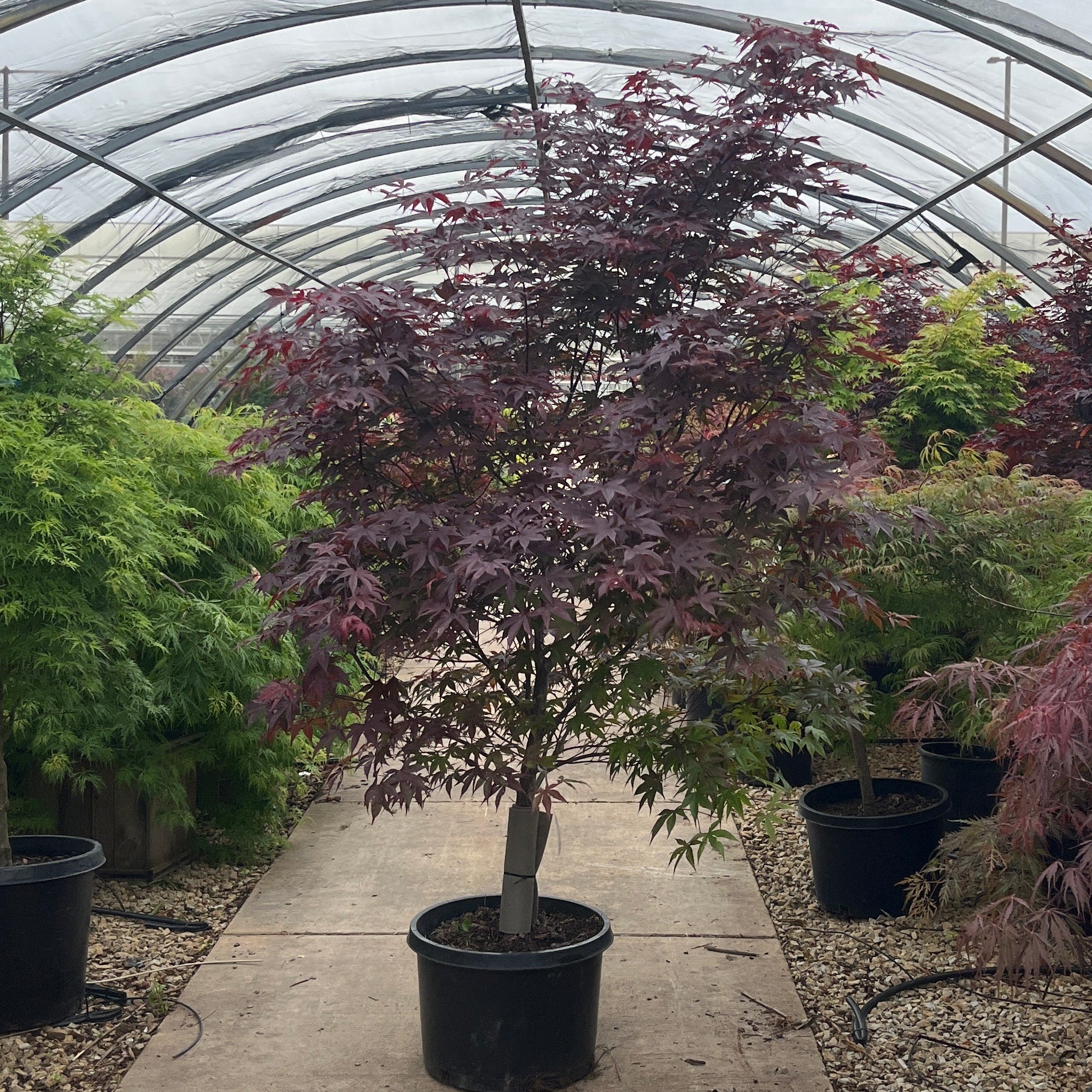 Emperor I Japanese Maple - Acer palmatum ‘Wolff' - Potted Tree (Multiple Sizes)