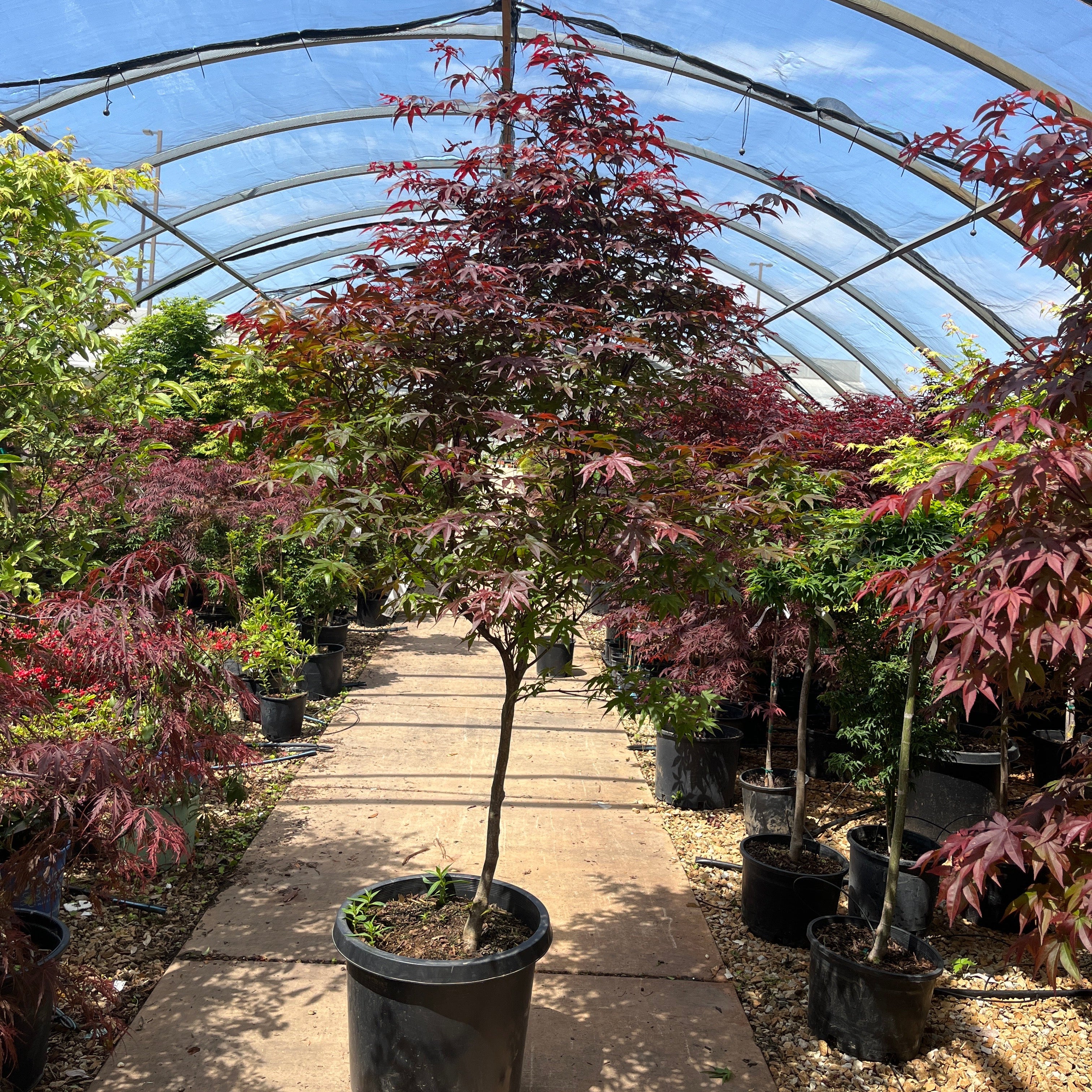 Emperor I Japanese Maple - Acer palmatum ‘Wolff' - Potted Tree (Multiple Sizes) - Image 4