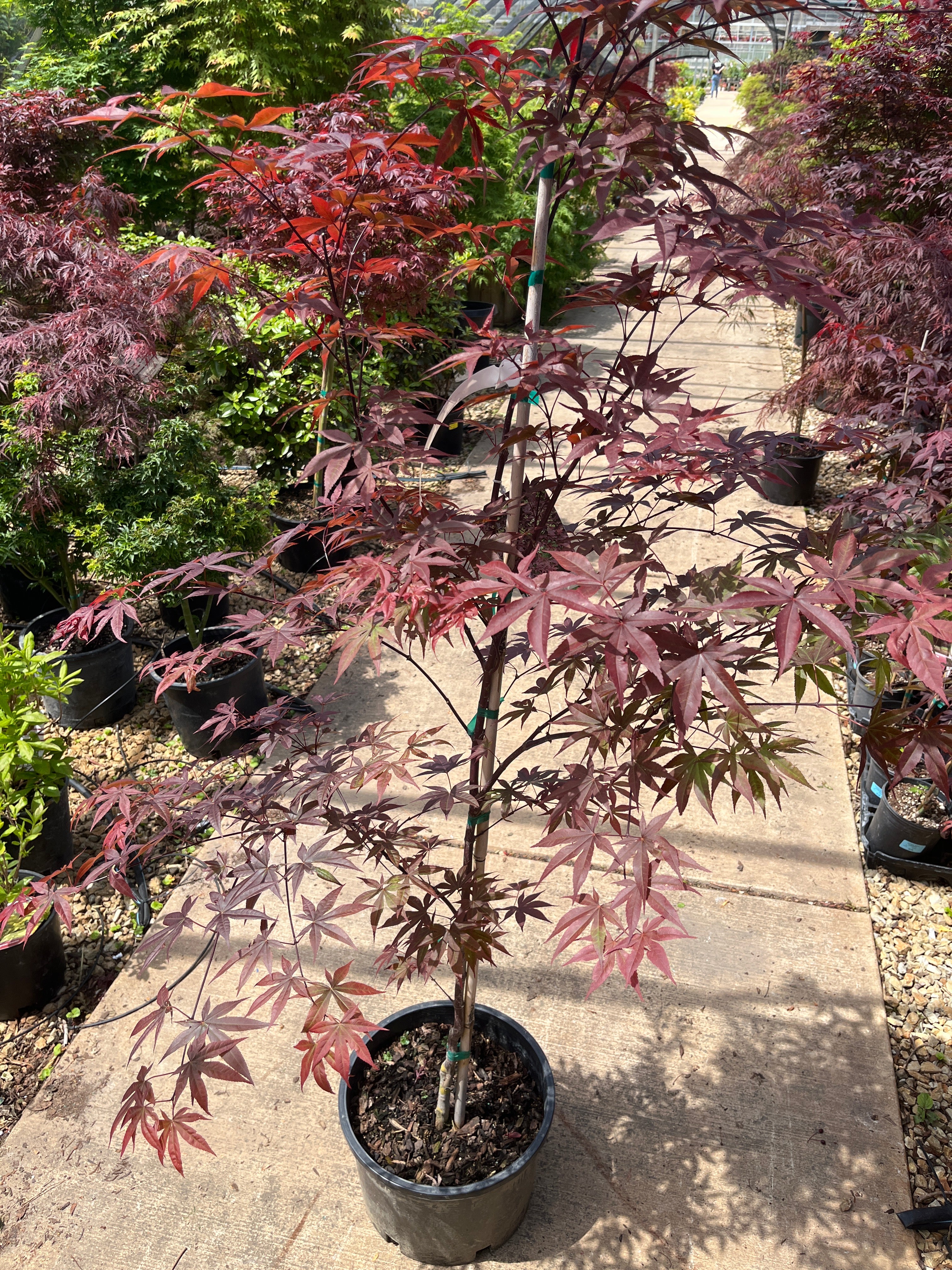 Red Laceleaf Japanese Maple - Acer palmatum 'Dissectum Red Select' - 6 Gallon Potted Tree - Image 3