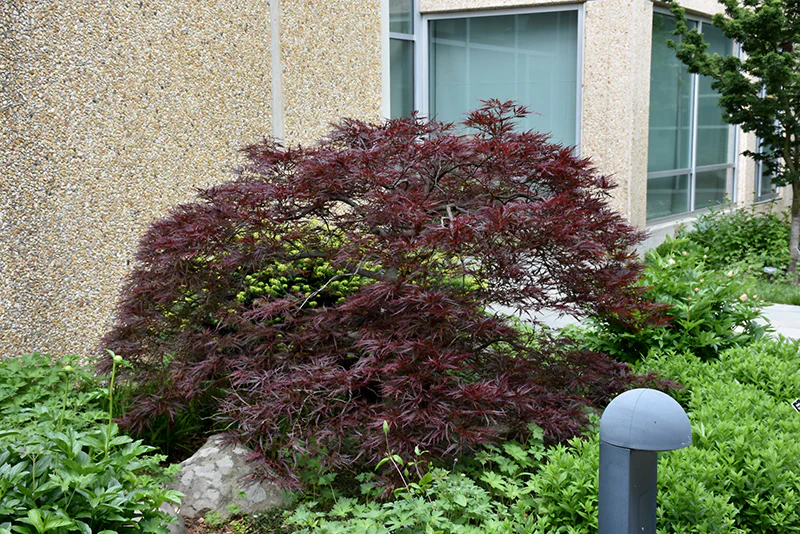 Red Dragon Japanese Maple - Acer palmatum - Potted Tree (Multiple Sizes) - Image 4