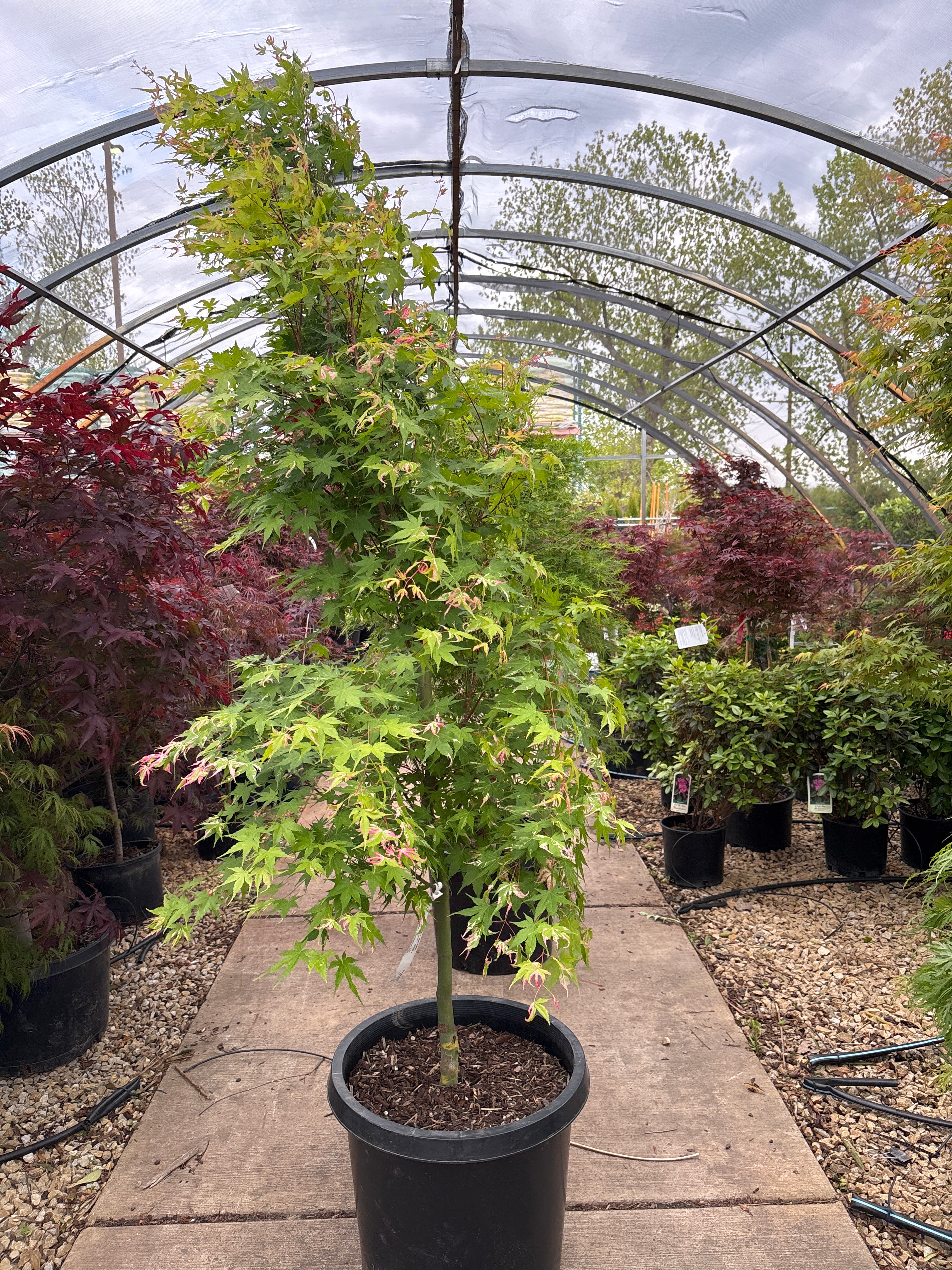 Asahi Zuru Japanese Maple - Acer palmatum 'Rising Sun'- 15 Gallon Potted Tree - Image 2