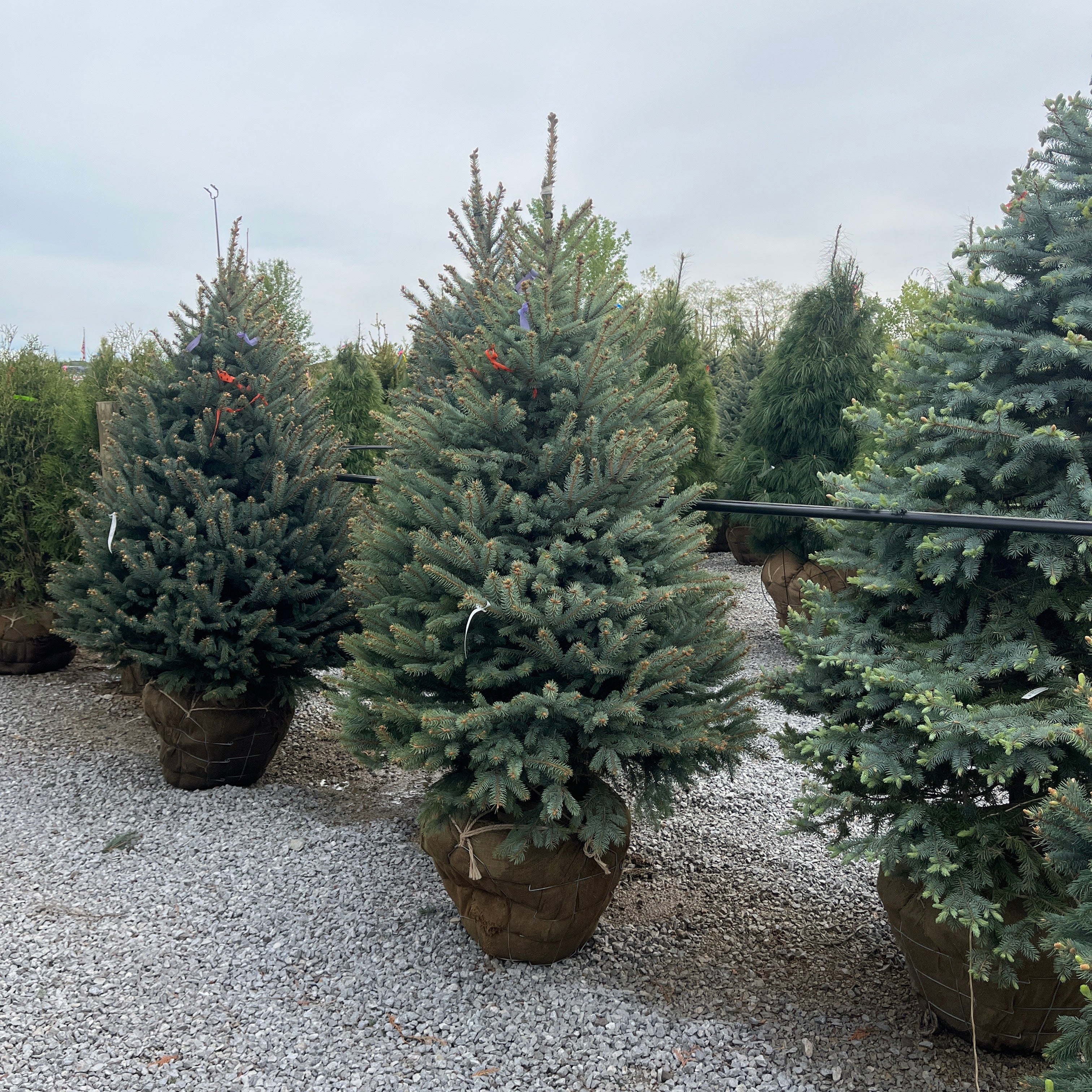 Fat Albert Colorado - Picea pungens - Blue Spruce - Ball & Burlap Tree (Multiple sizes)