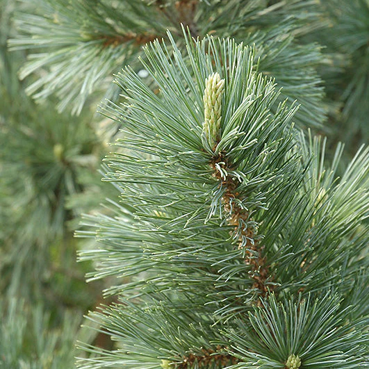 Vanderwolf's Pyramid Pine - Pinus flexilis - Ball & Burlap Tree (Multiple Sizes) - Image 2