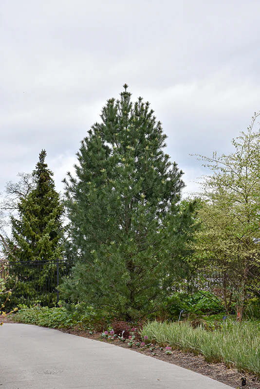 Vanderwolf's Pyramid Pine - Pinus flexilis - Ball & Burlap Tree (Multiple Sizes) - Image 3