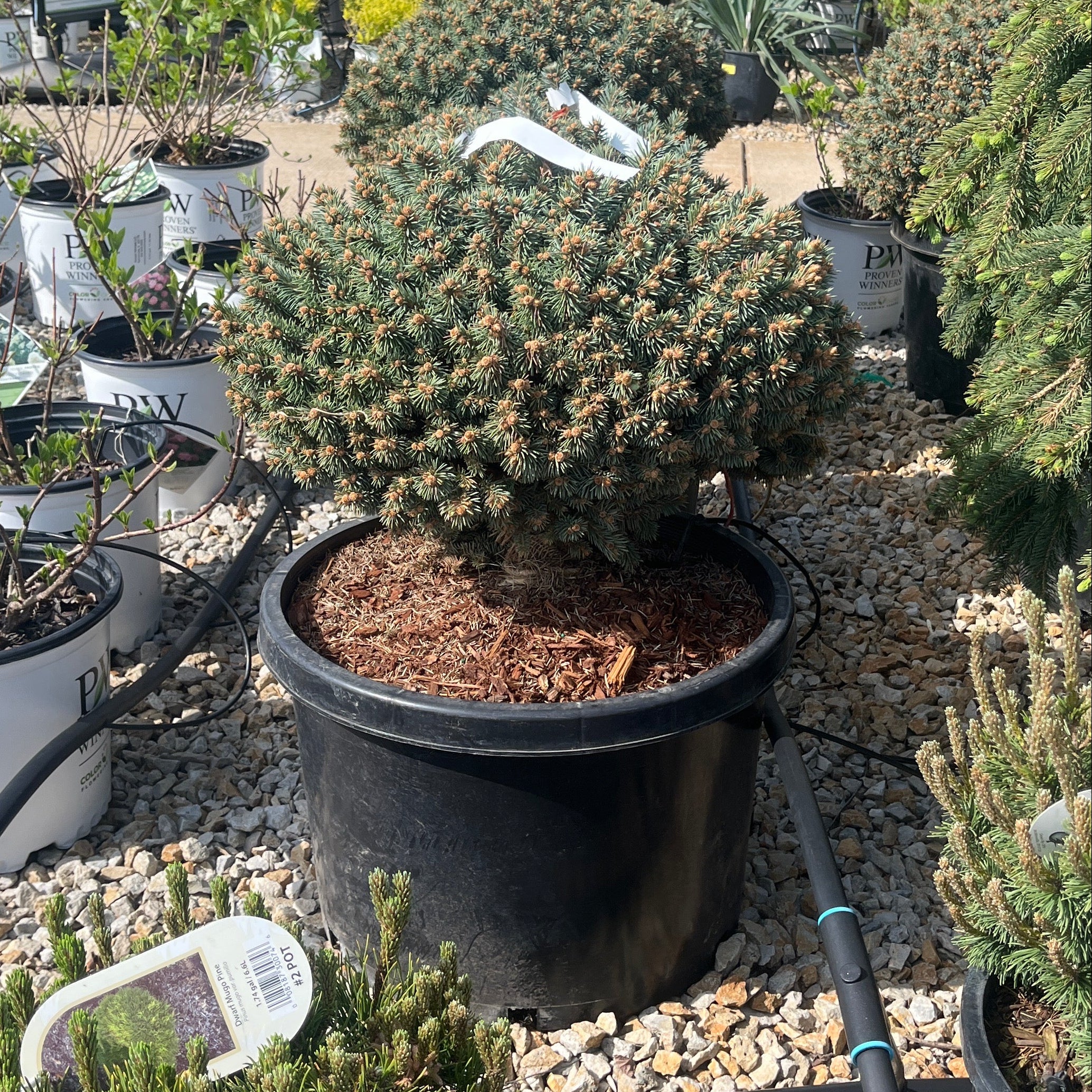 Blue Pearl Colorado Spruce - Picea pungens - 10 Gallon Potted Shrub