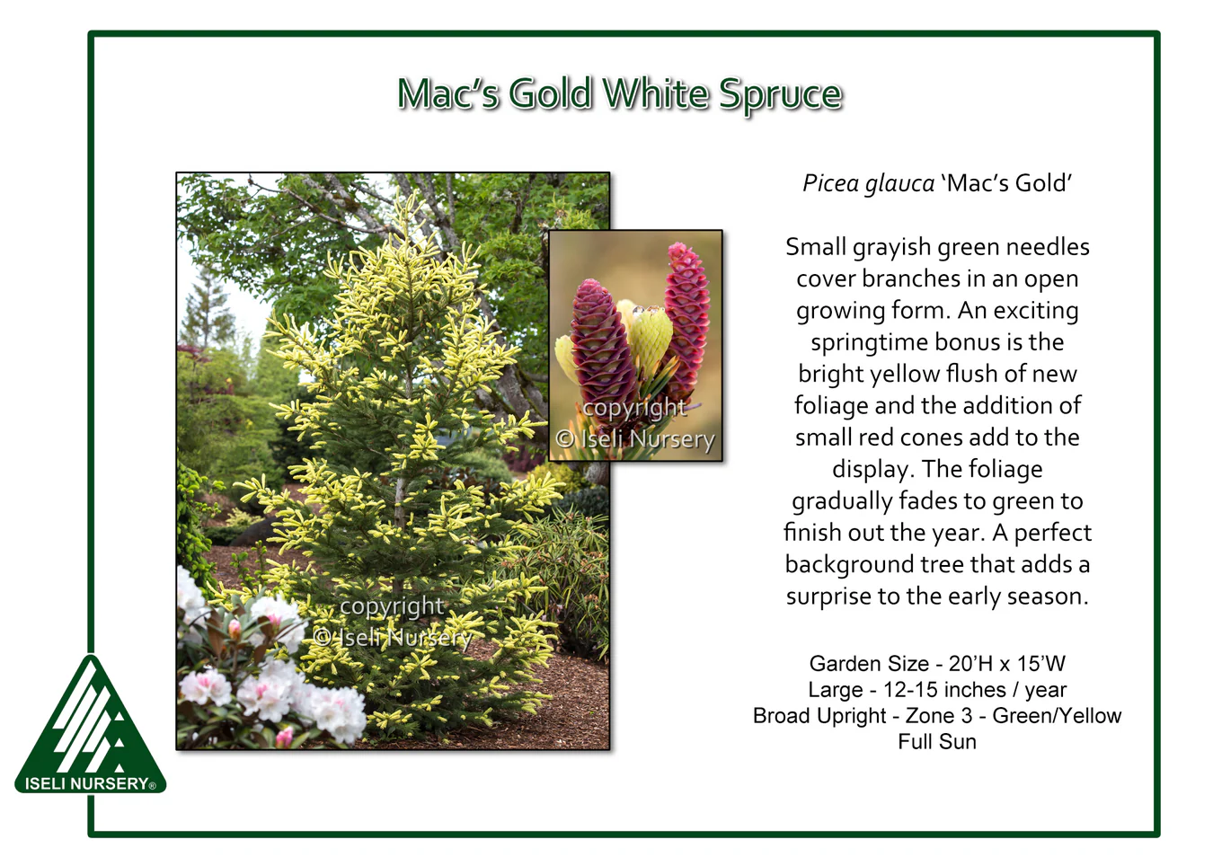 Mac's Golden White Spruce - Picea glauca - 6 Gallon Potted Evergreen Shrub - Image 3