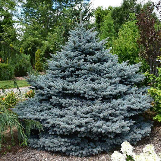 Montgomery Blue Spruce - Picea pungens - 10 Gallon Potted Shrub - Image 2