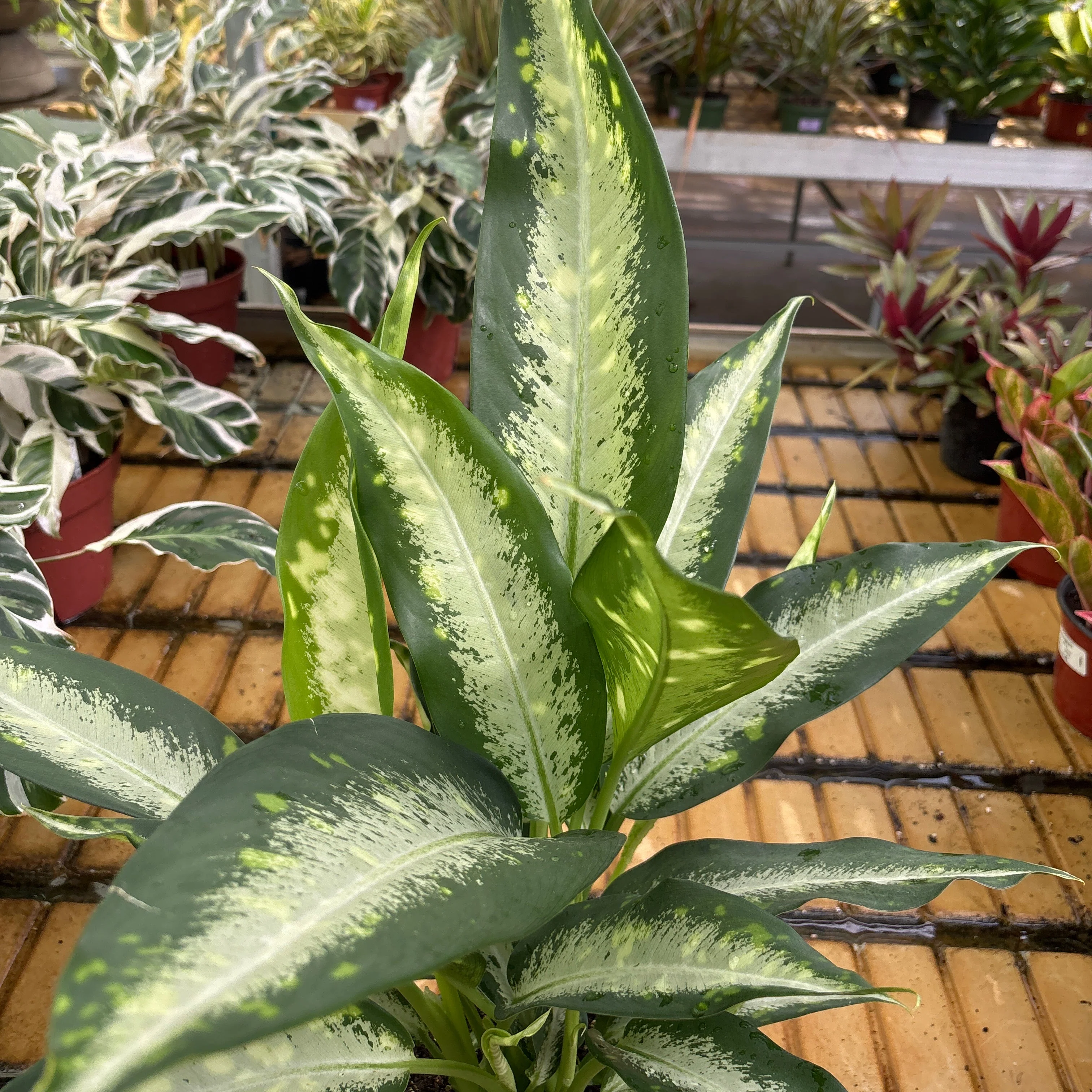 Panther Dieffenbachia - Dieffenbachia - 6" Pot