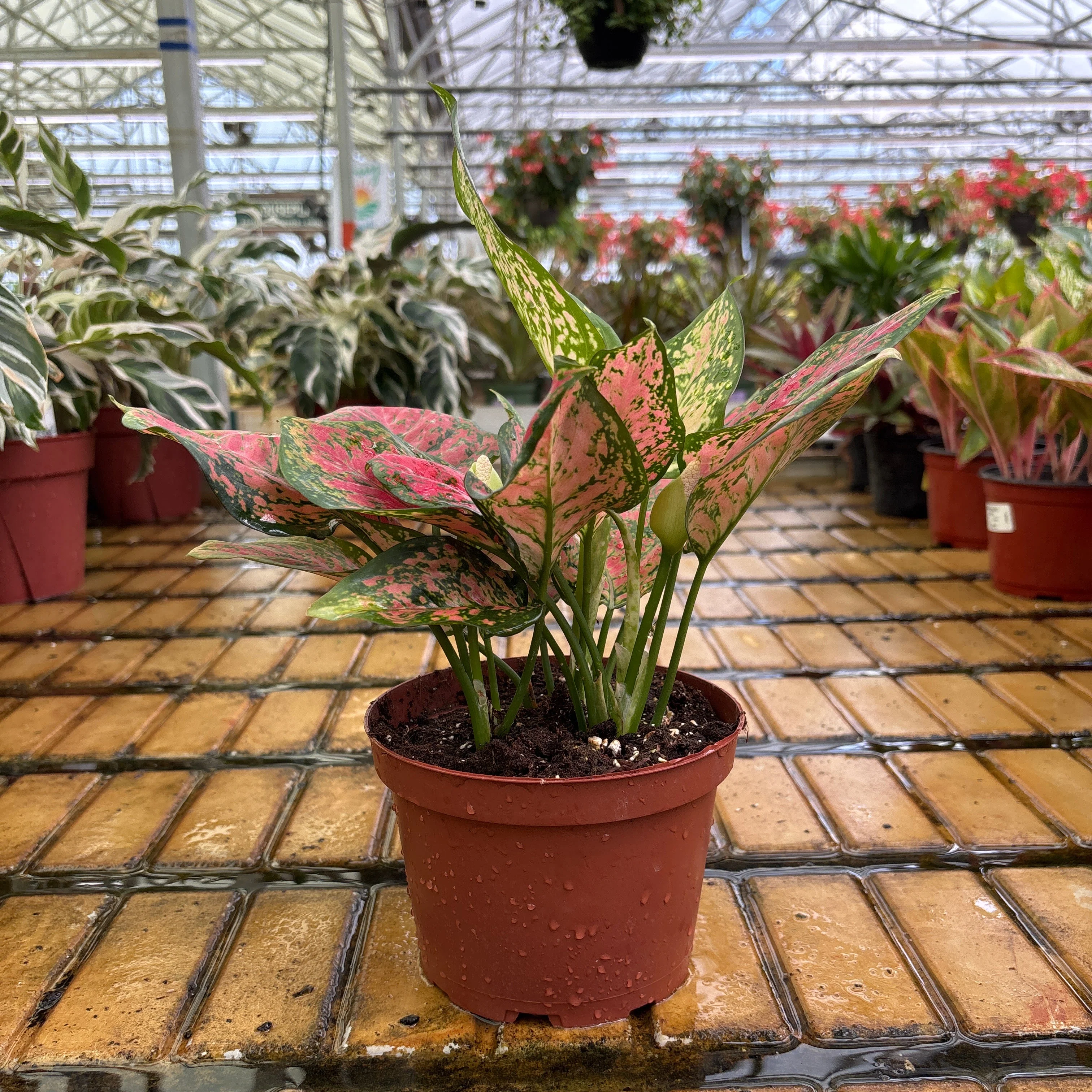 Aglaonema Valentine - Aglaonema sp - 6" Pot