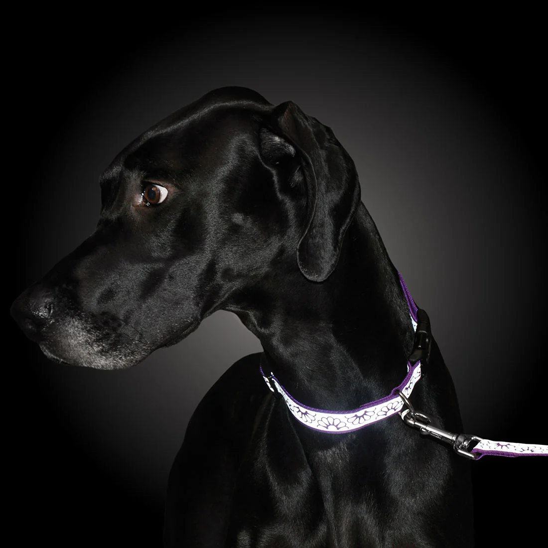 3/8" Reflective Leash - Image 2