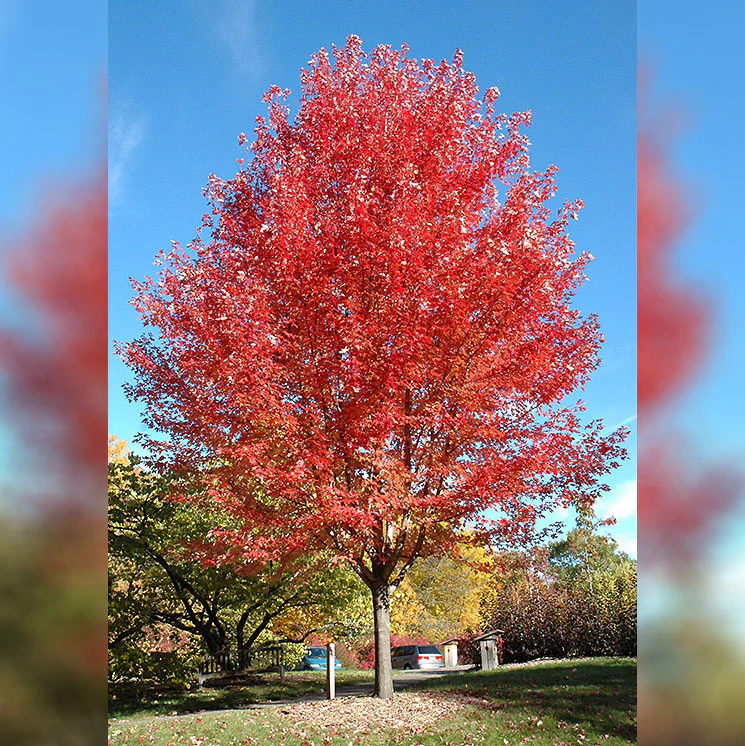 Autumn Blaze Maple - Acer x freemanii 'Jeffersred' - Potted Tree (Multiple Sizes) - Image 5