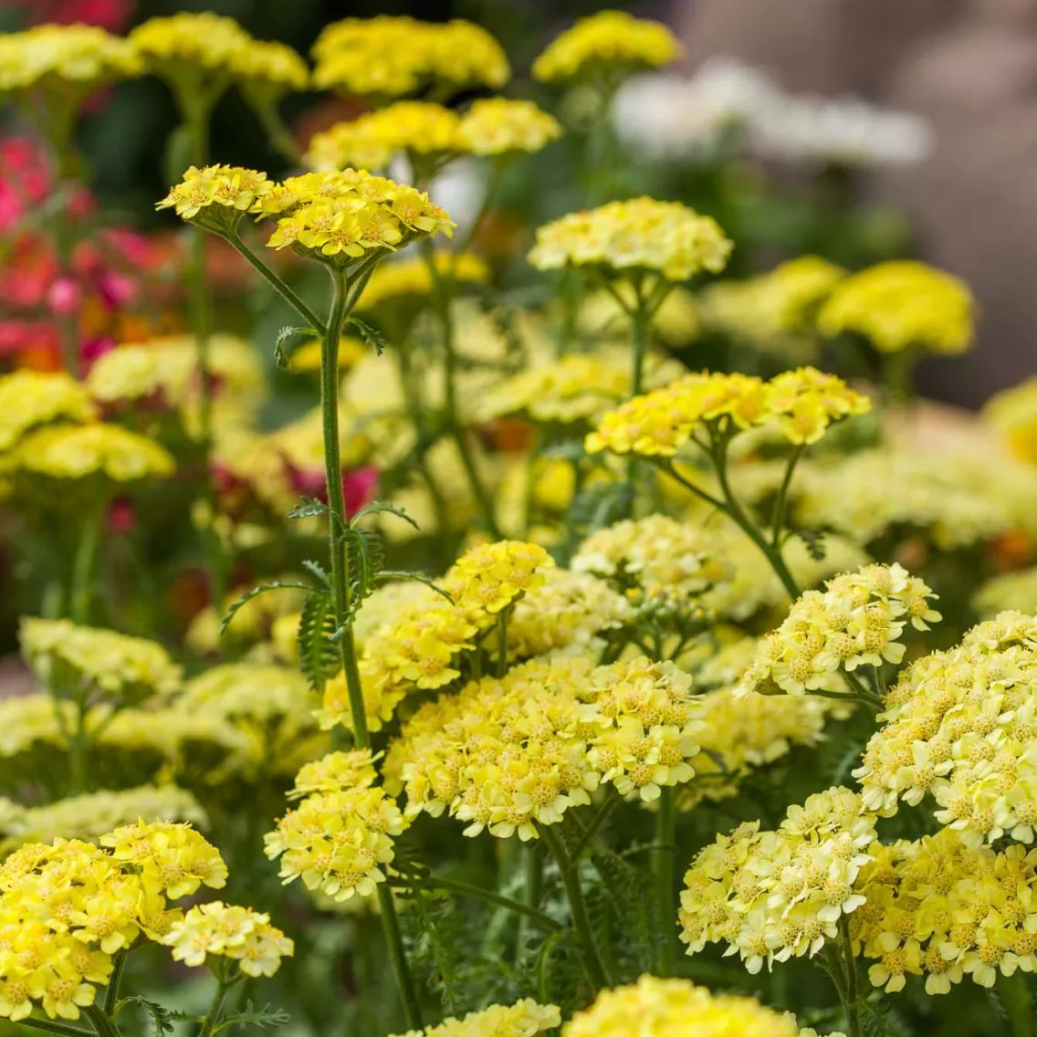 Achillea Yarrow Desert Eve Yellow - 8" Potted Perennial