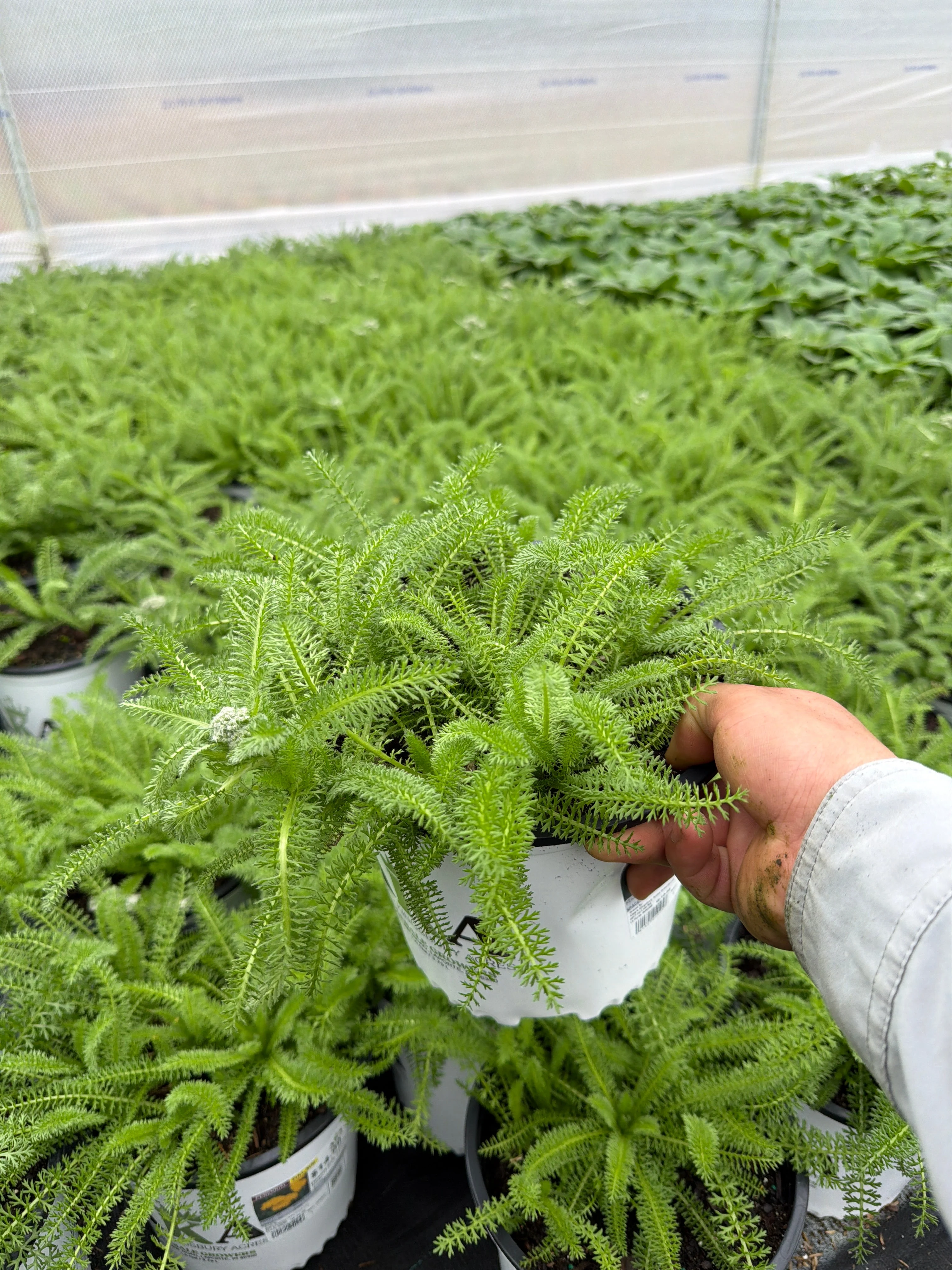 Achillea Yarrow Desert Eve Yellow - 8" Potted Perennial - Image 3