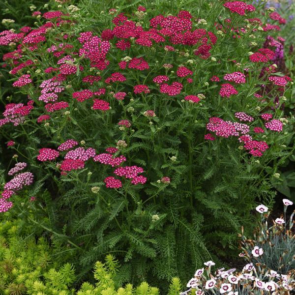 Achillea Yarrow New Vintage Violet - 8" Potted Perennial