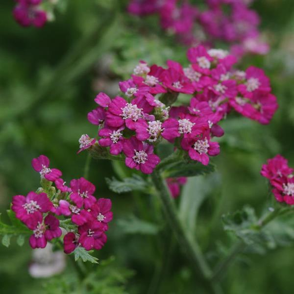 Achillea Yarrow New Vintage Violet - 8" Potted Perennial - Image 2