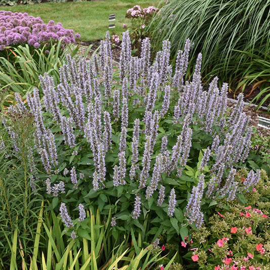 Agastache Hyssop Blue Fortune - 8" Potted Perennial