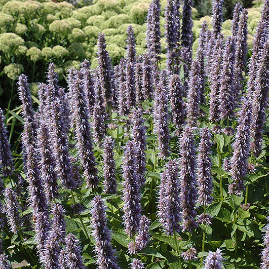 Agastache Hyssop Blue Fortune - 8" Potted Perennial - Image 2