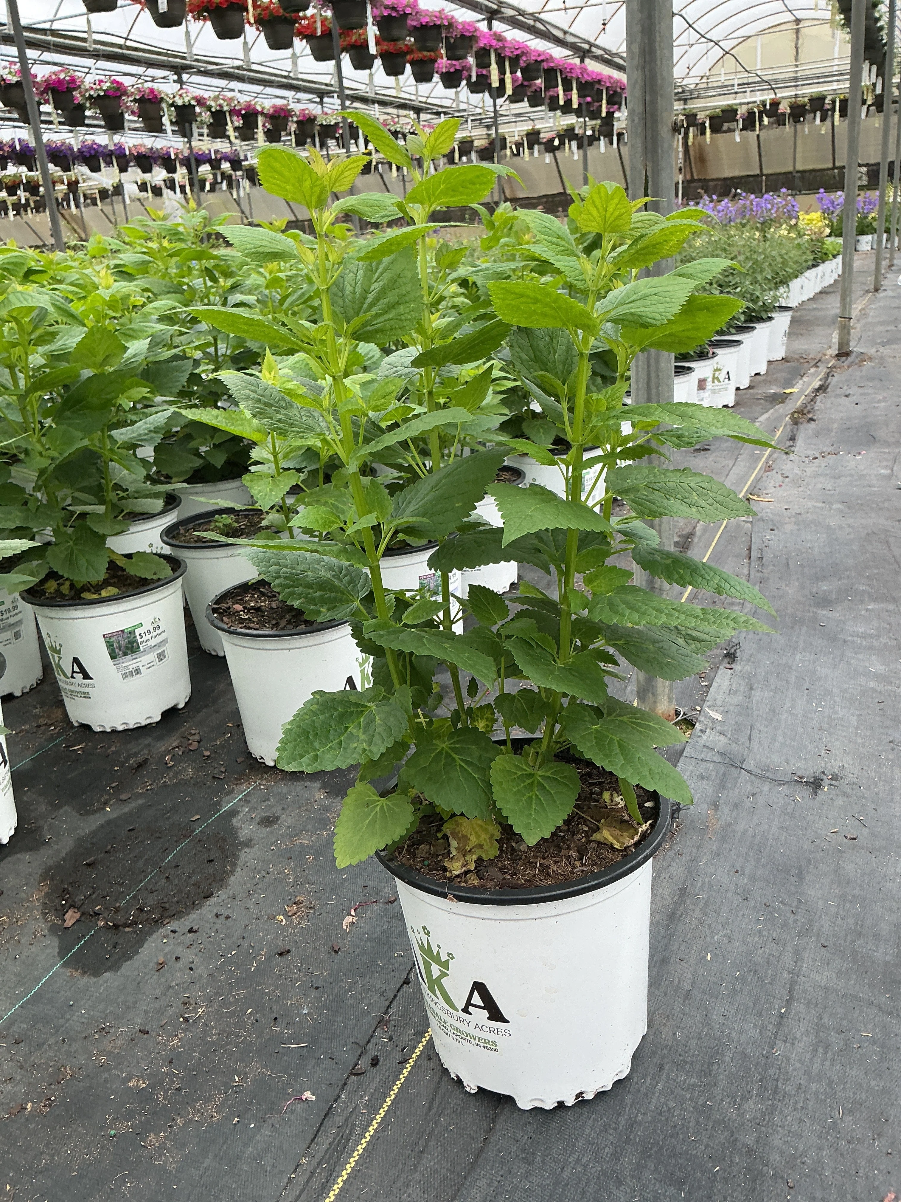 Agastache Hyssop Blue Fortune - 8" Potted Perennial - Image 3