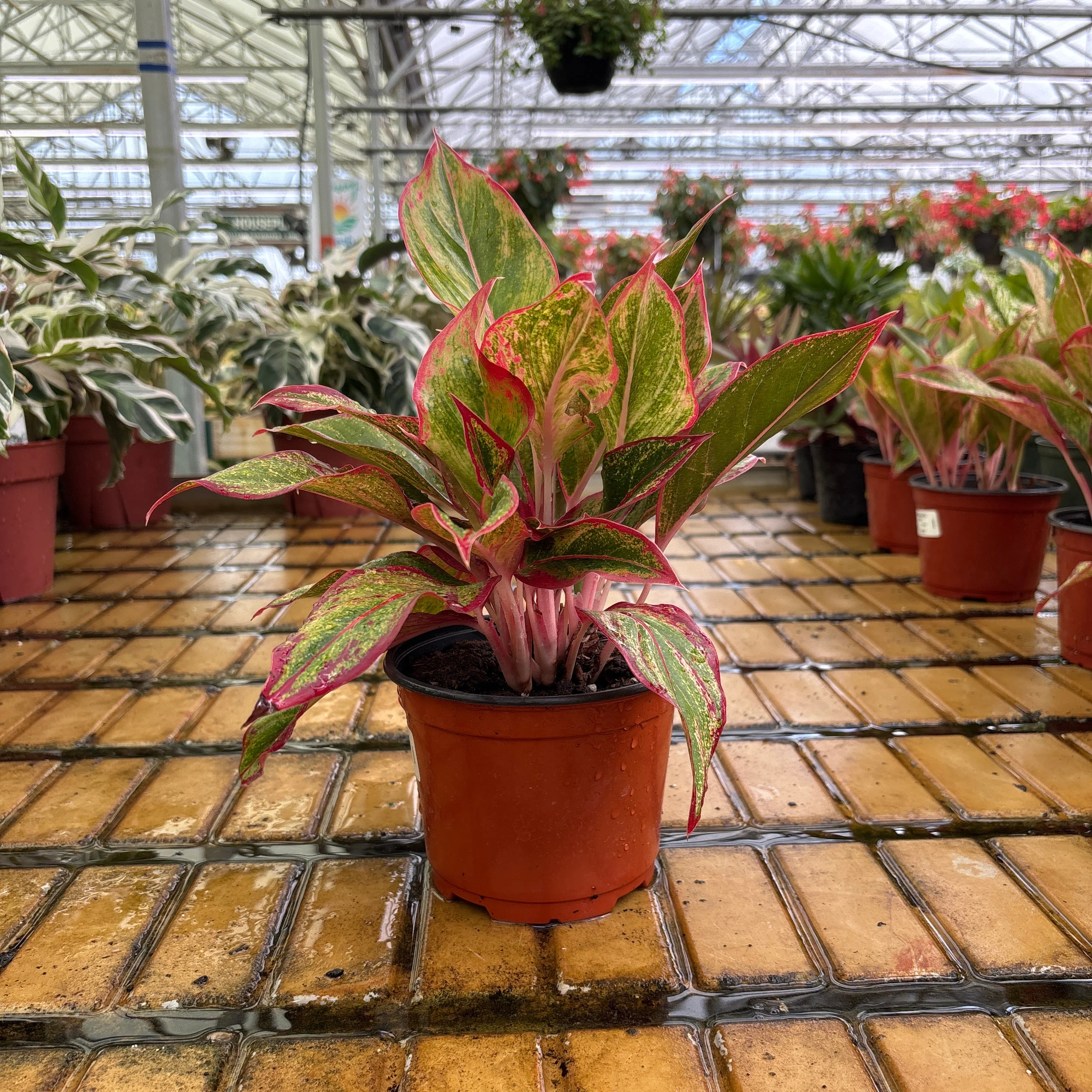 Aglaonema Red Creta - Aglaonema commutatum - 6" Pot