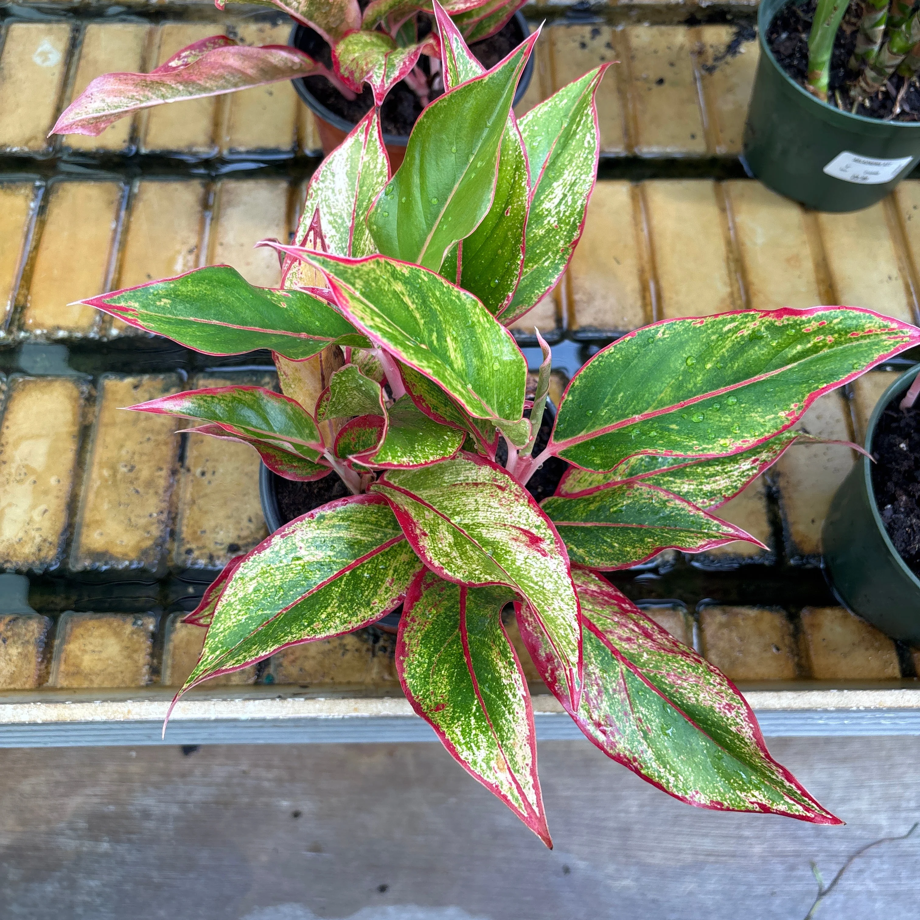 Aglaonema Red Creta - Aglaonema commutatum - 6" Pot - Image 2