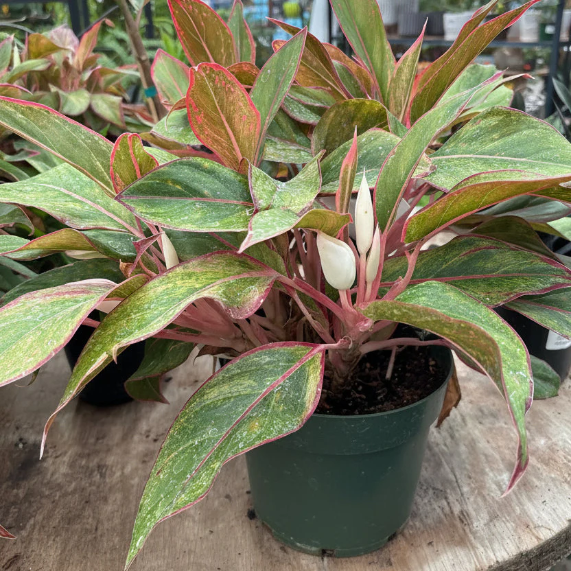 Siam Aurora Chinese Evergreen - Aglaonema 'Siam Aurora' - 8" Pot