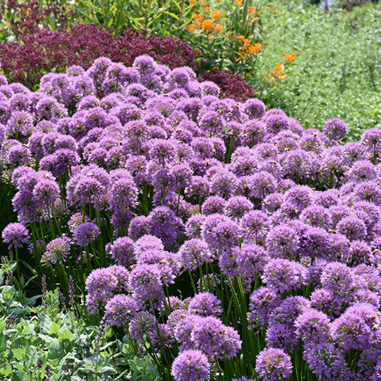 Allium Millenium - 8" Potted Perennial