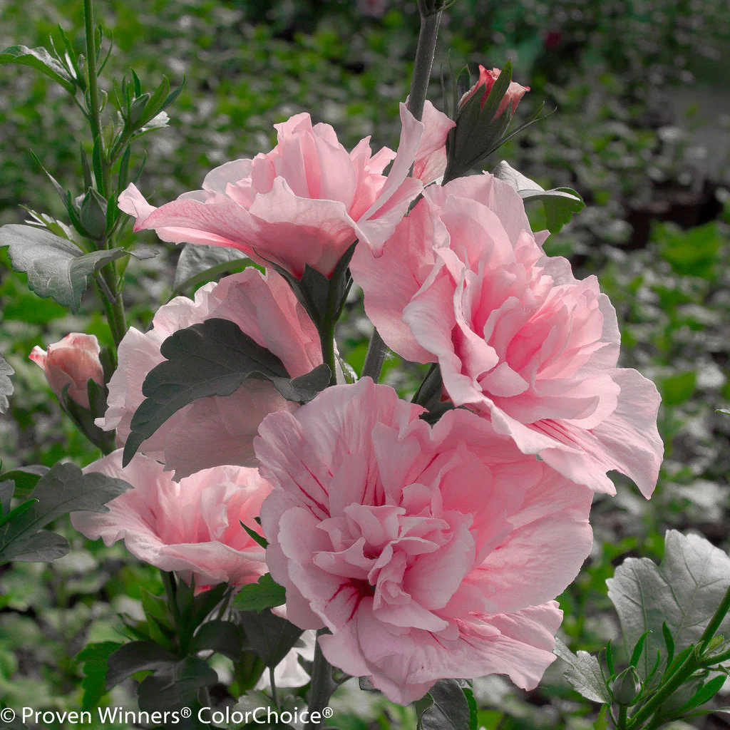 Althea Pink Chiffon, Rose of Sharon - 3 Gallon Pot - Image 2