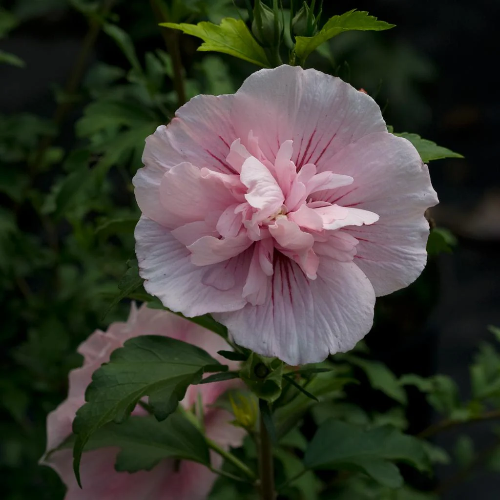 Althea Pink Chiffon, Rose of Sharon - 3 Gallon Pot - Image 3