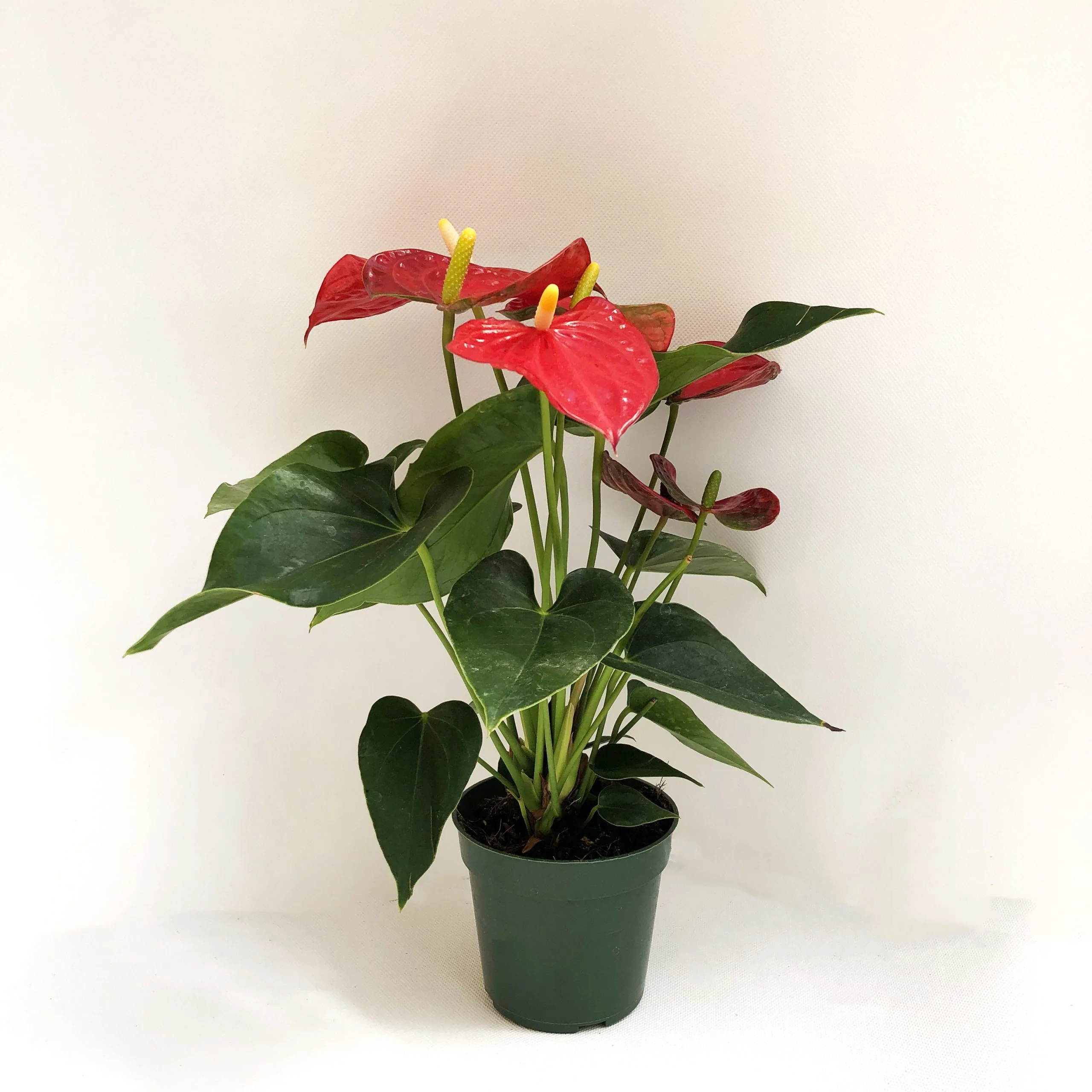 Anthurium (Varieties/Sizes Vary), Live Houseplant - Image 2