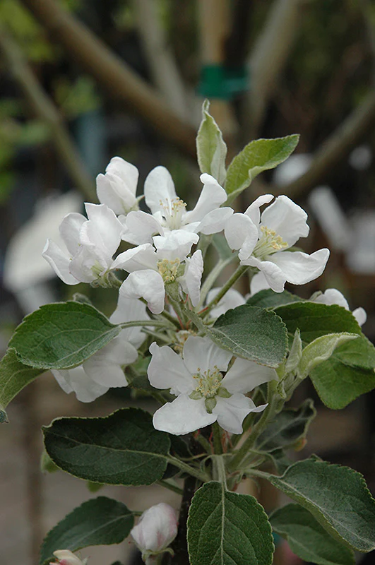 Fuji Apple - Malus - 7# Potted Tree - Image 2