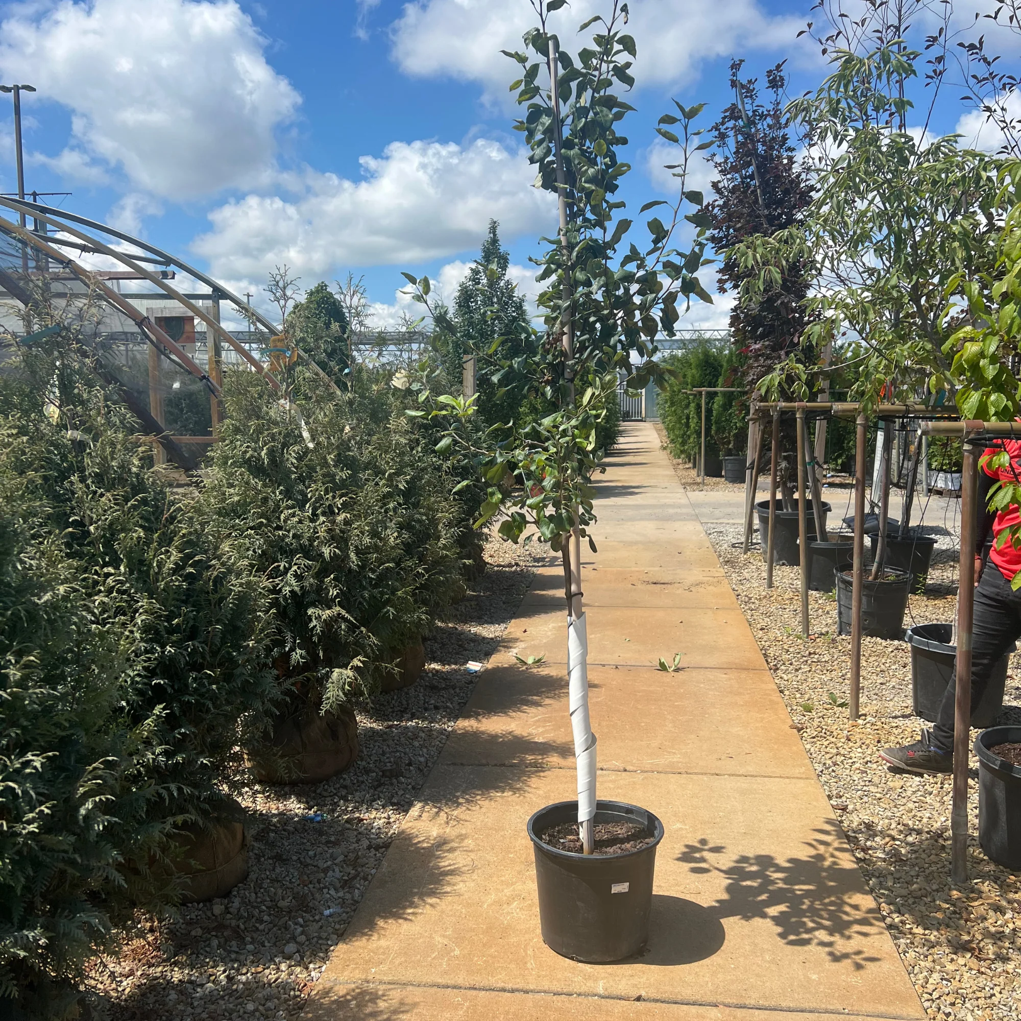 Honeycrisp Apple - Malus - 7# Potted Tree