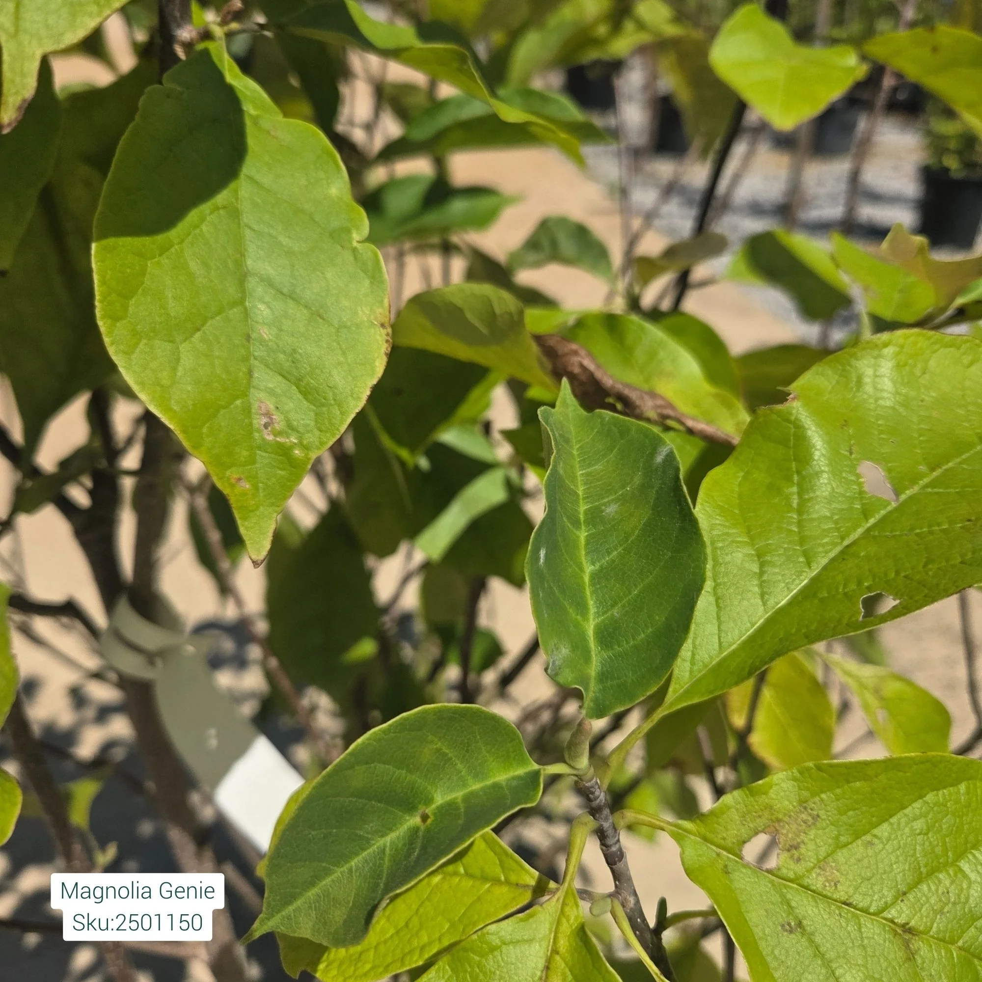 Honeycrisp Apple - Malus - 7# Potted Tree - Image 2