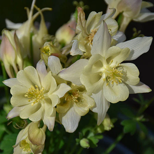 Aquilegia Columbine Early Bird Yellow - 8" Potted Perennial
