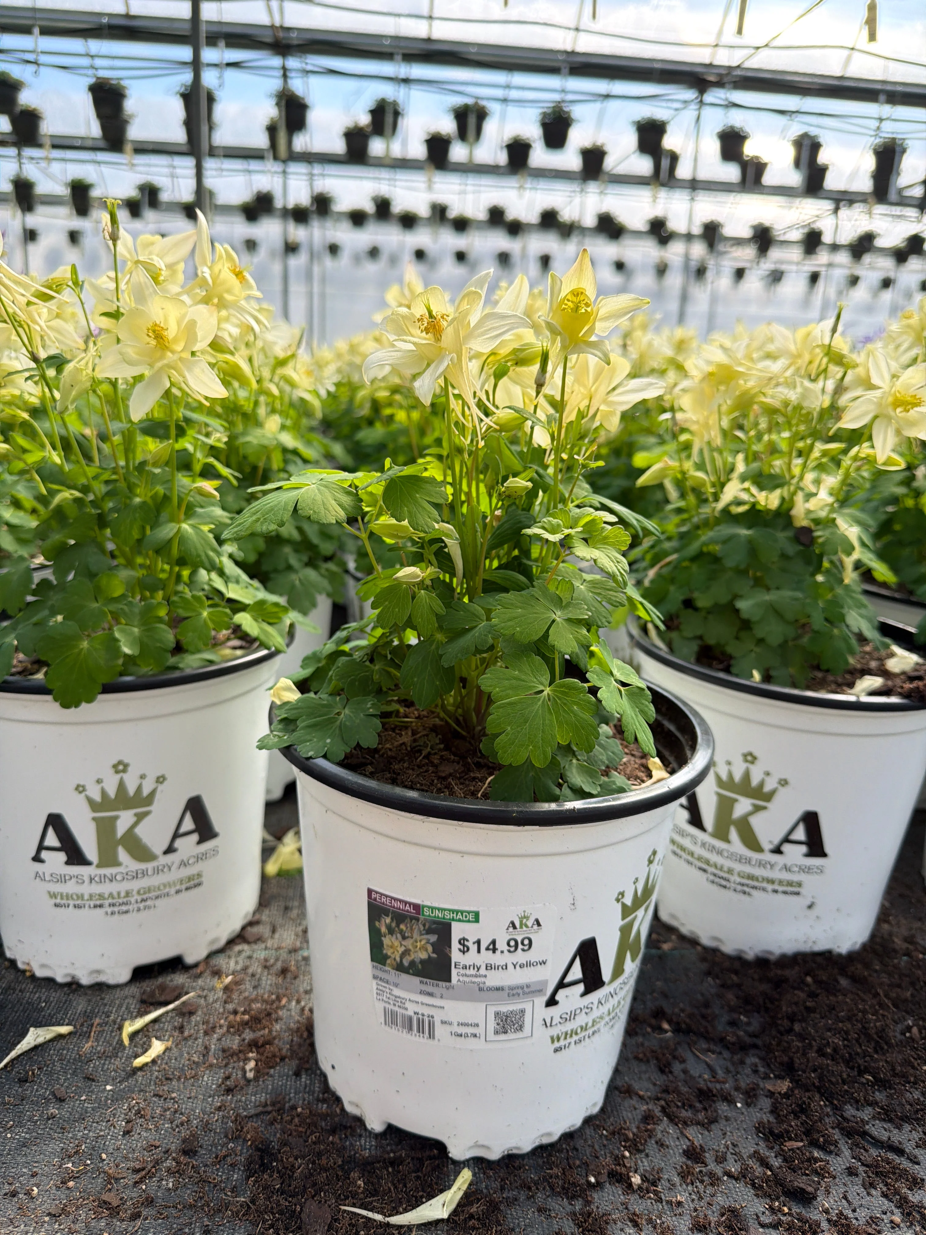 Aquilegia Columbine Early Bird Yellow - 8" Potted Perennial - Image 2
