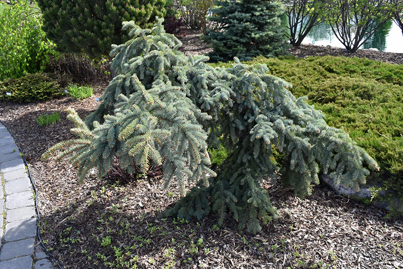 Weeping Blue Spruce - Picea pungens 'Pendula' - 5'-6' Foot Ball & Burlap Tree