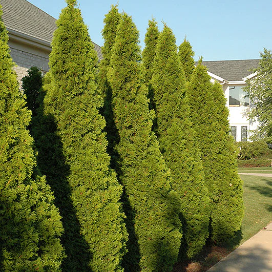 Emerald Green Arborvitae - Thuja occidentalis - 7-8 Foot Ball & Burlap Tree - Image 2