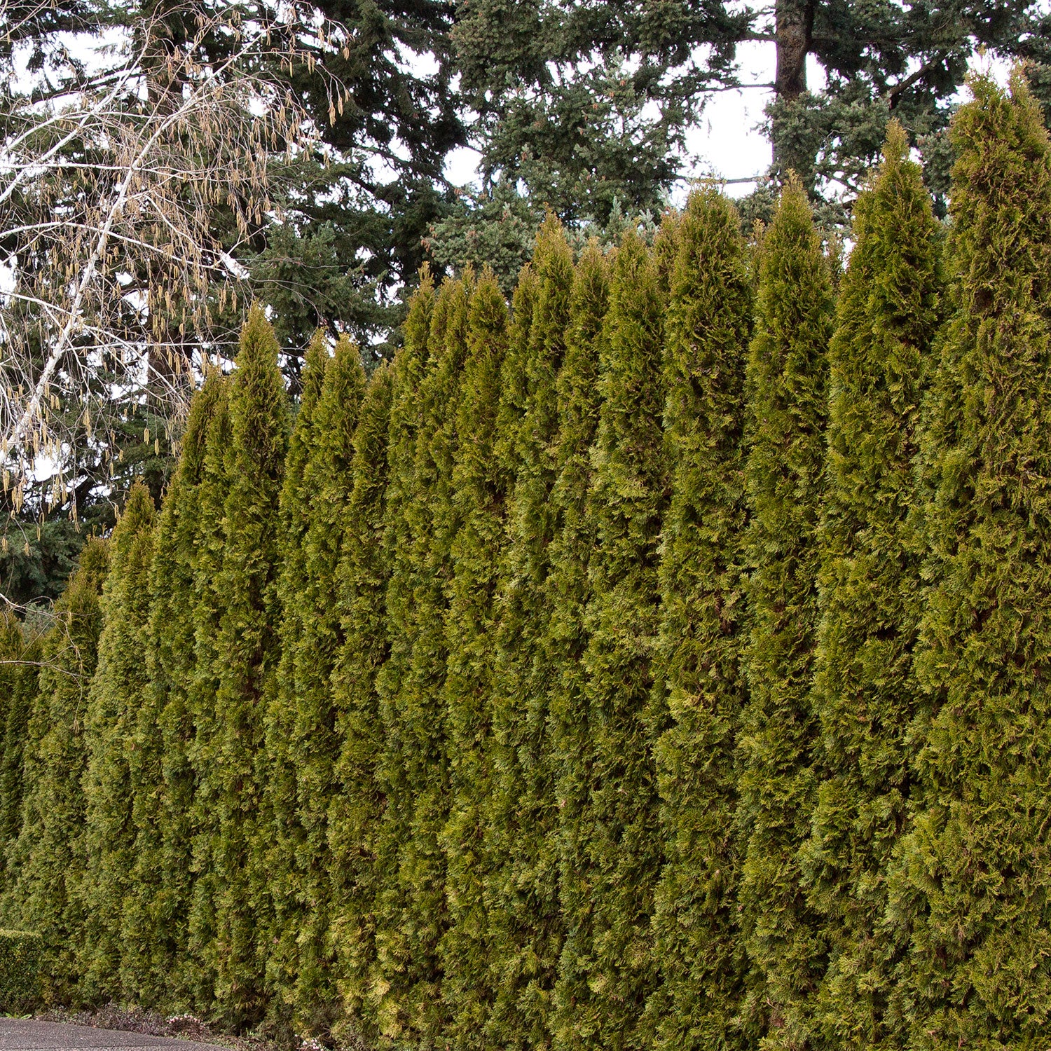 Arborvitae, Emerald Green, B&B 4-5 Ft. - Image 2