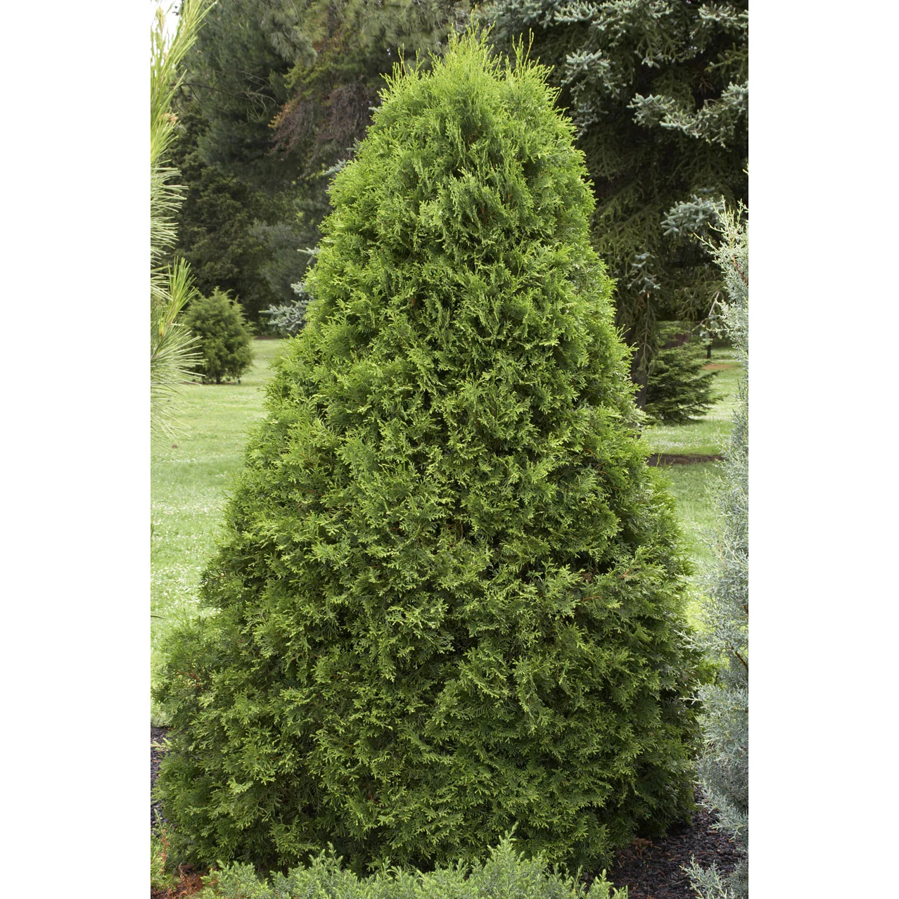 Arborvitae, Emerald Green, B&B 4-5 Ft. - Image 3