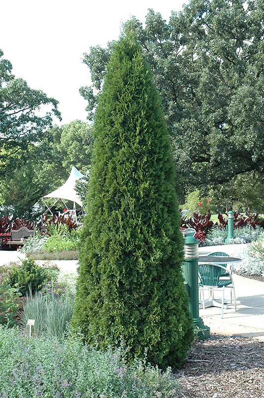 Emerald Green Arborvitae - Thuja occidentalis 'Smaragd' - 8 Foot Ball & Burlap Tree