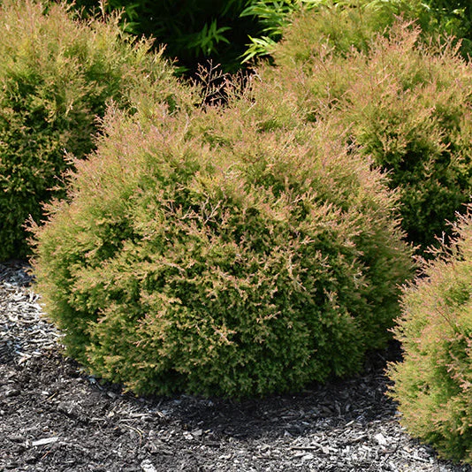 Thuja Fire Chief - 3 Gallon Potted Evergreen Shrub