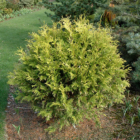 Golden Globe Arborvitae - Thuja occidentalis - 5 Gallon Potted Evergreen Shrub