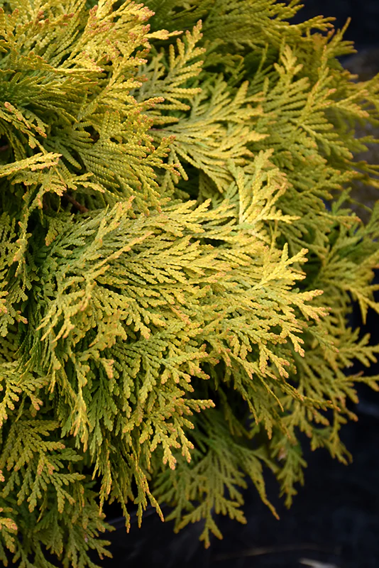 Golden Globe Arborvitae - Thuja occidentalis - 3 Gallon Potted Evergreen Shrub - Image 2