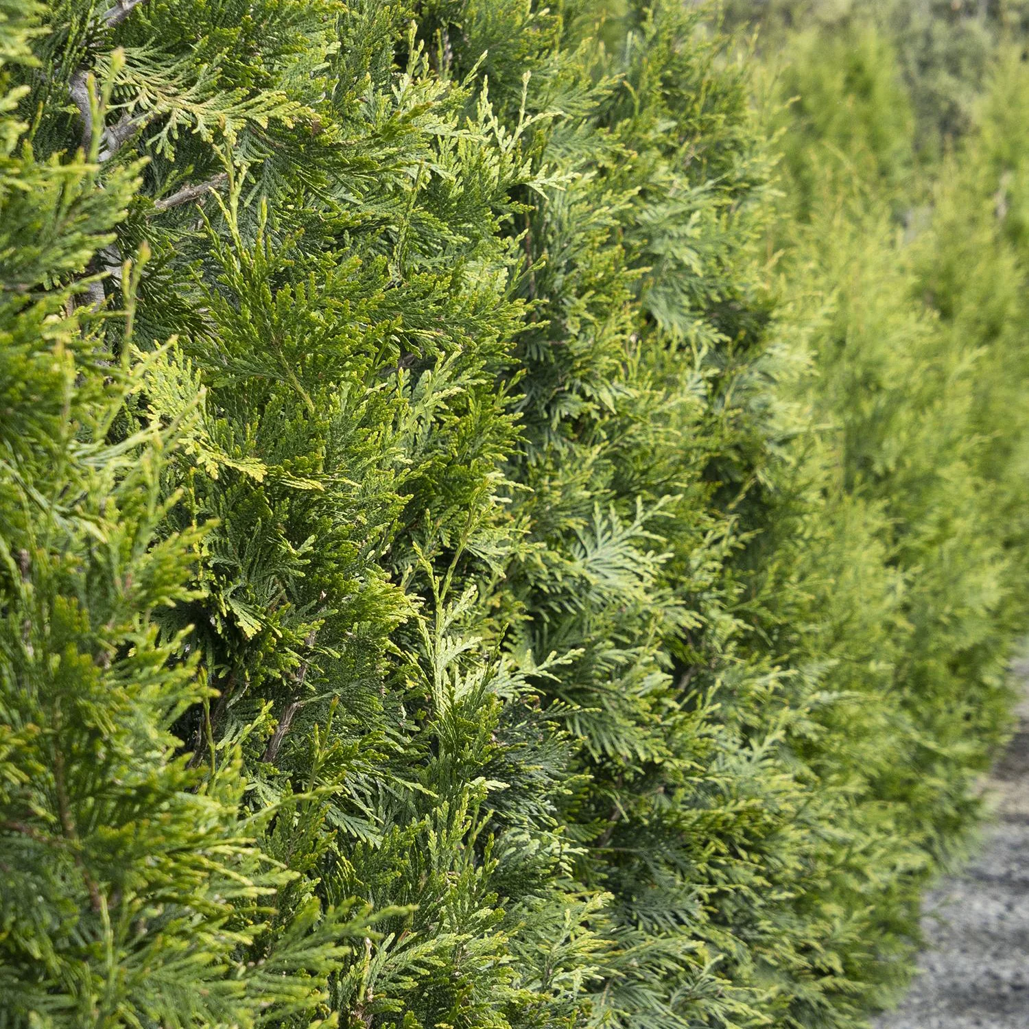 Arborvitae, Green Giant Shrub, B&B 96" - Image 2