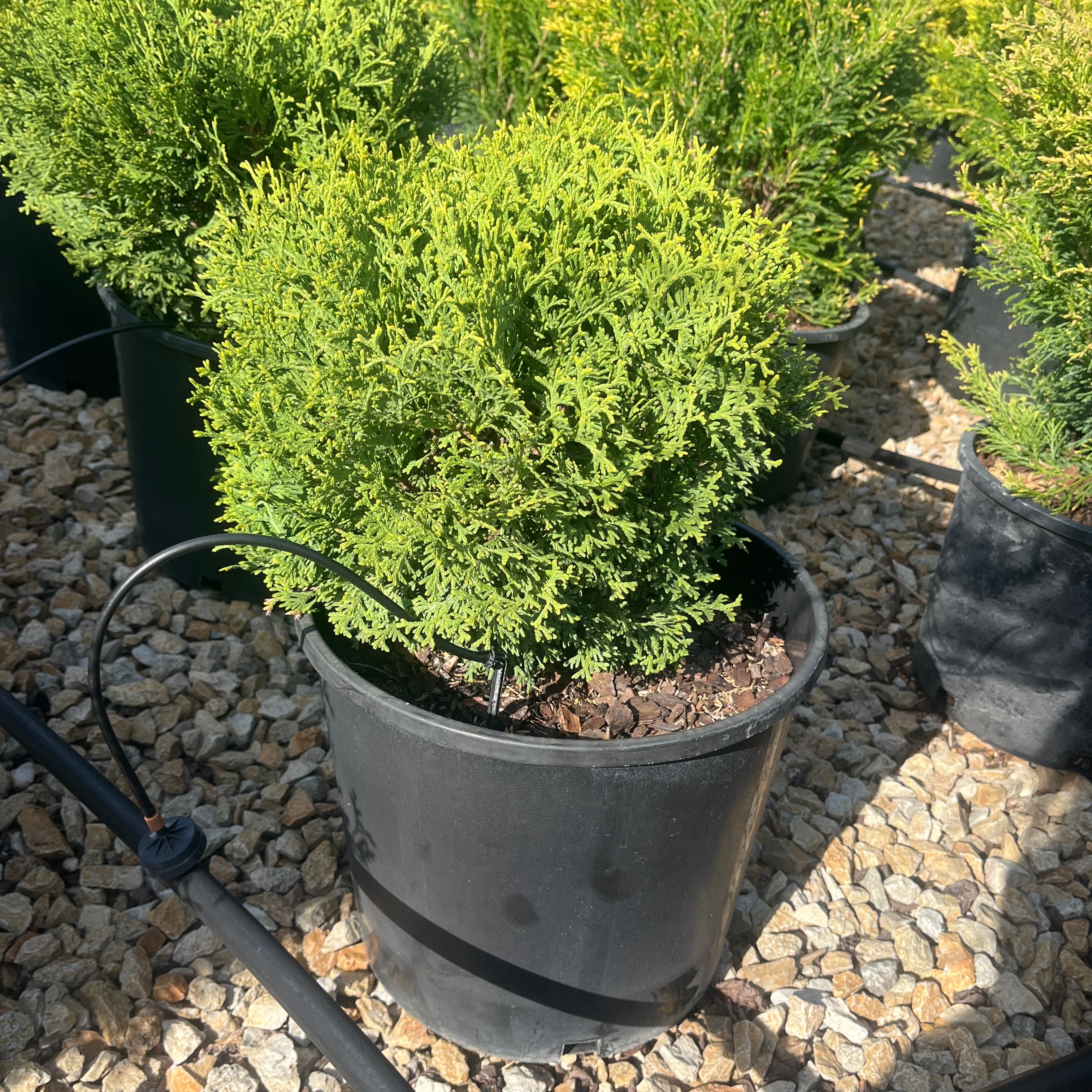 Thuja Hetz Midget - 3 Gallon Potted Evergreen Shrub - Image 2