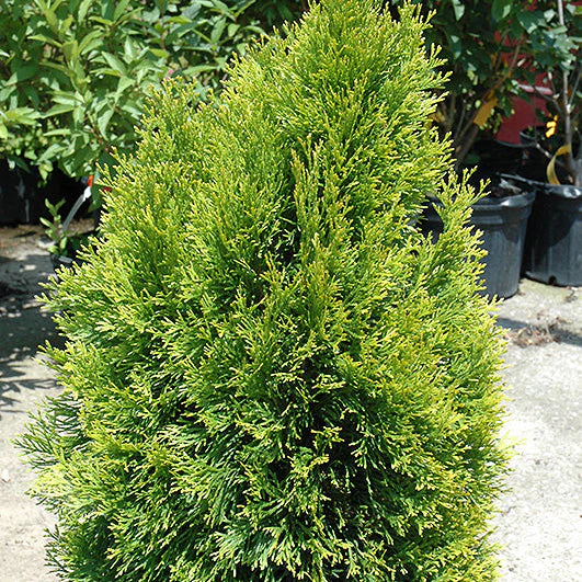 Thuja Janed Gold - 3 Gallon Potted Evergreen Shrub