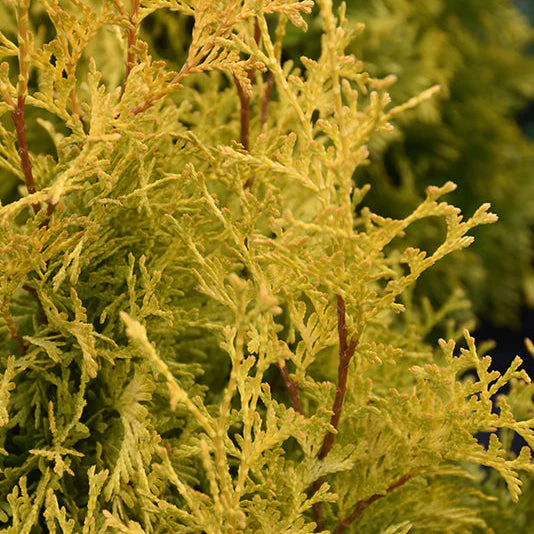 Thuja Janed Gold - 3 Gallon Potted Evergreen Shrub - Image 2