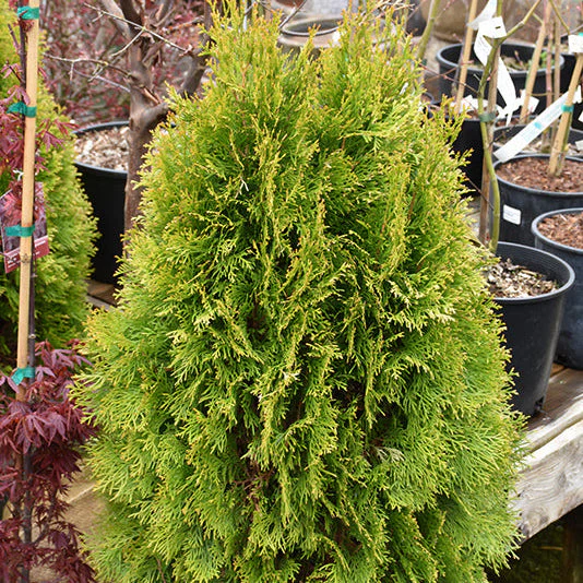 Thuja Janed Gold - 3 Gallon Potted Evergreen Shrub - Image 3